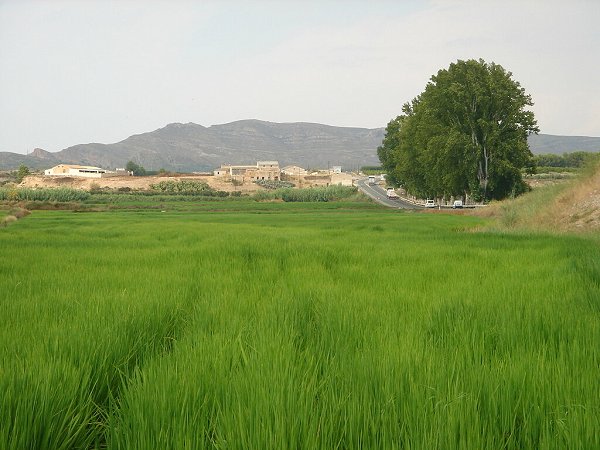 Arroz Calasparra Murcia La Manga Club