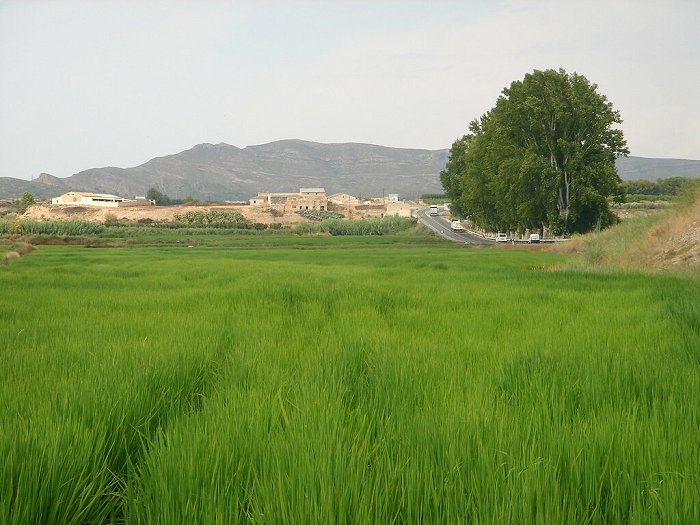 Calasparra rice from Murcia