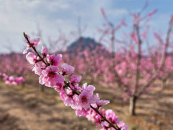 From your home at La Manga Club, visit the Ricote Valley and Cieza