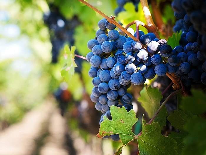 get to know the wines of jumilla near your property at la manga club