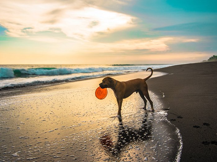 Dog-friendly beaches in Murcia