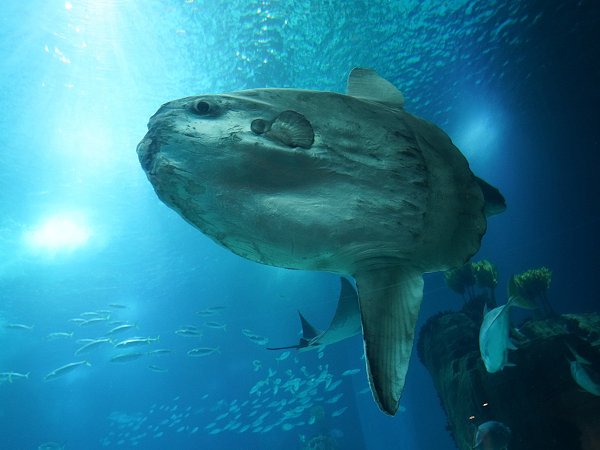 Islas Hormigas diving near our homes at La Manga Club