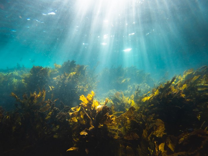 One of the best places to dive in spain is near your La Manga Club residence