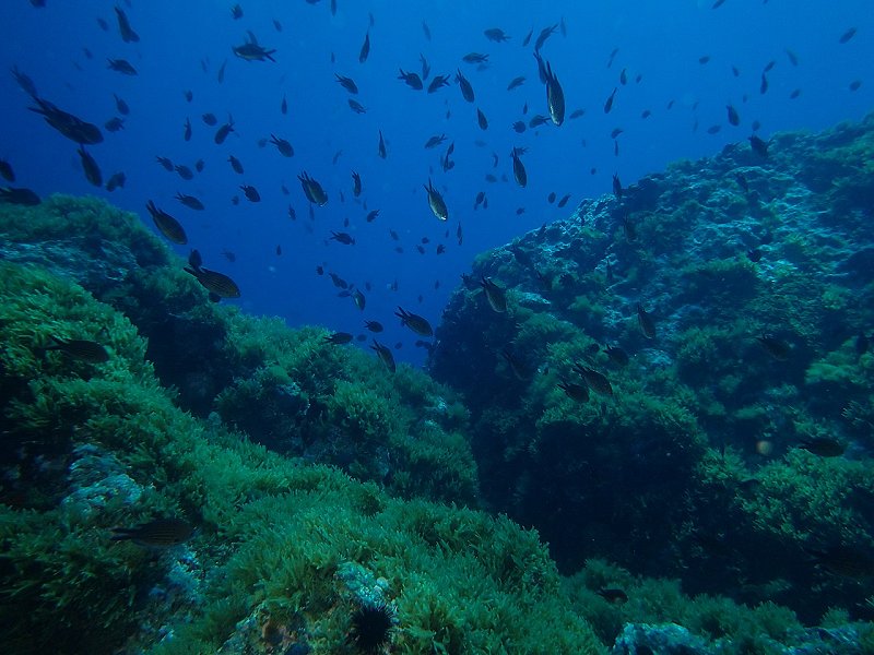 Buceo Islas Hormigas cerca de La Manga Club