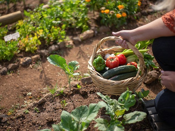 Ríndete a los beneficios de la huerta murciana